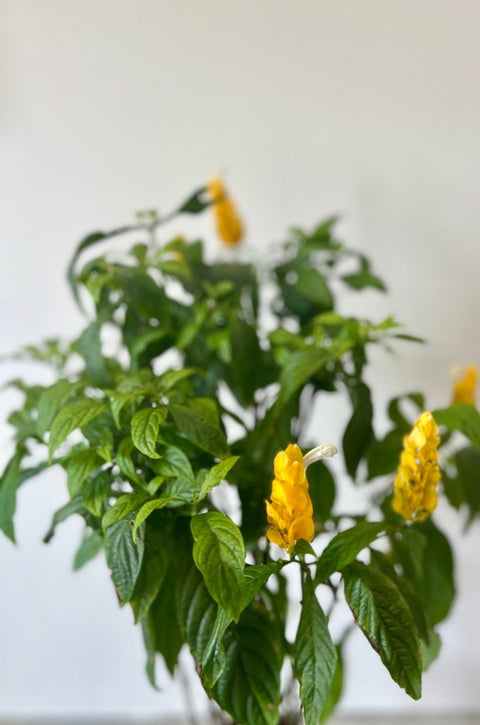 potted shrimp plant Shrimp Plant Bush 'Yellow' for Sale