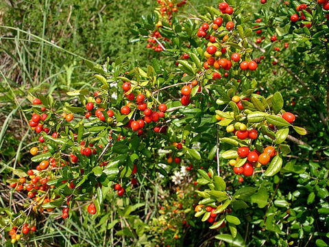 Simpson Stopper Bush (Myrcianthes fragrans) - PlantologyUSA - 2-3.5 feet