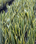 Snake Plant (Sansevieria Trifasciata 'Laurentii') - PlantologyUSA - 1 Gallon