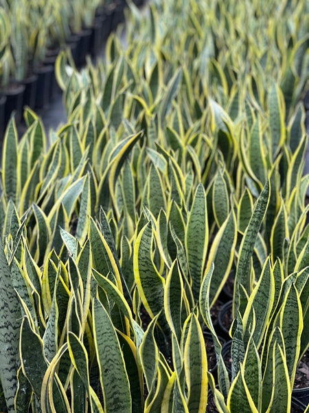 Snake Plant (Sansevieria Trifasciata 'Laurentii')