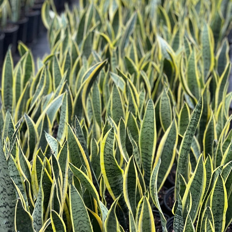 Snake Plant (Sansevieria Trifasciata 'Laurentii')