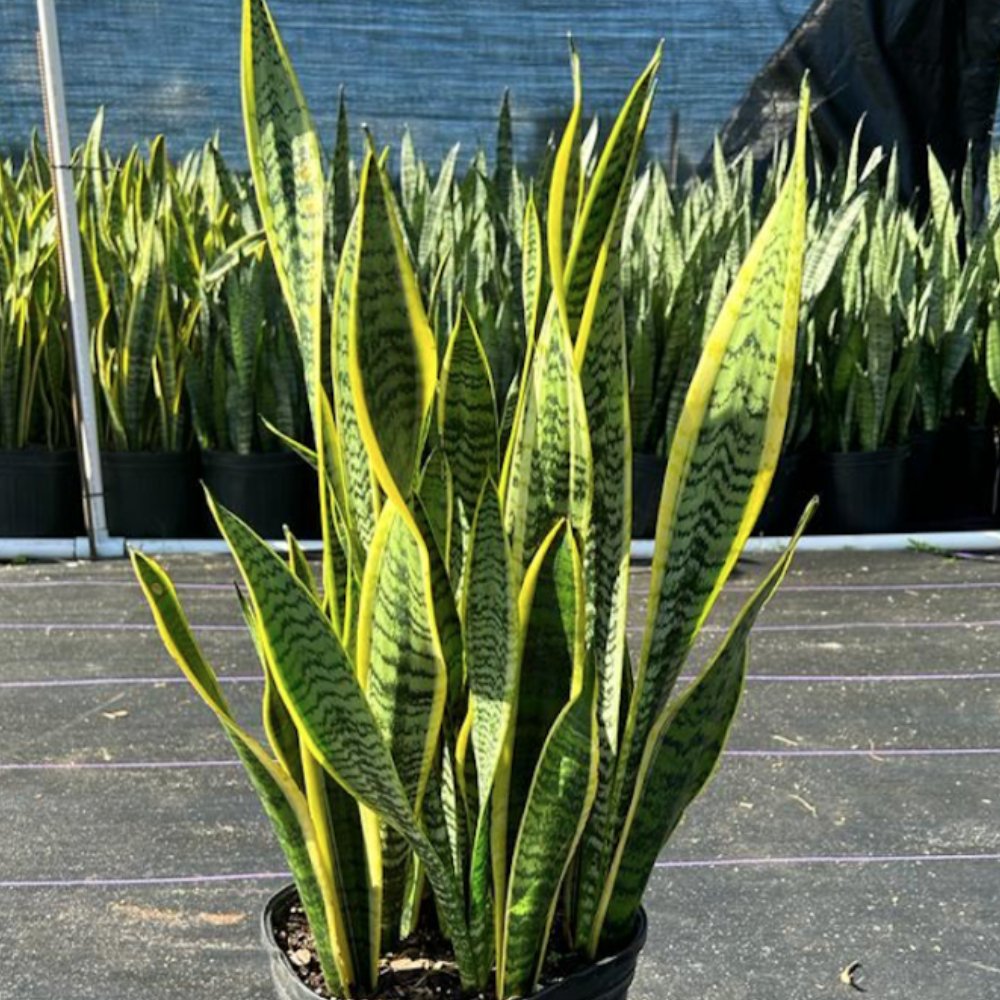 サンスベリア ペロッティ Sansevieria perrottetii サンスベリア ペロッティ Sansevieria perrottetii