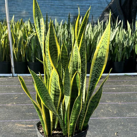snake plant store Snake Plant for Sale