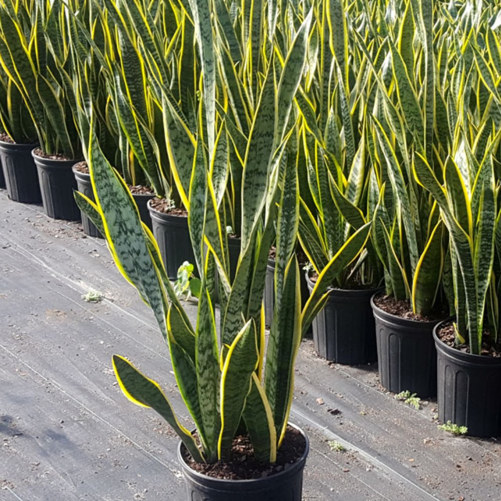 buy snake plant in st louis Snake Plant (Sansevieria Trifasciata 'Laurentii')
