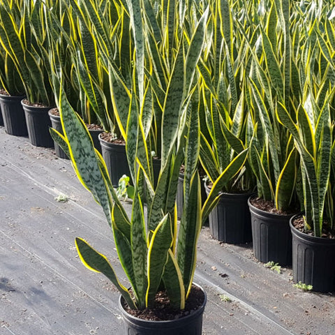 cheap snake plant Snake Plant for Sale