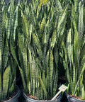 Snake Plant (Sansevieria Zeylanica) - PlantologyUSA - 3 Gallon