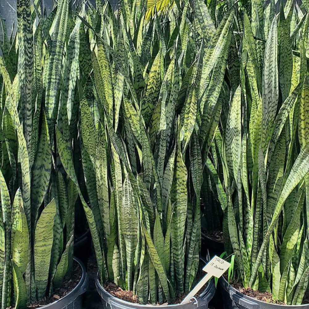 sansevieria trifasciata zeylanica Snake Plant (Sansevieria Zeylanica)