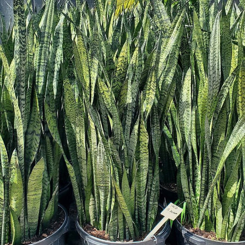 3 gallon snake plant Snake Plant (Sansevieria Zeylanica)