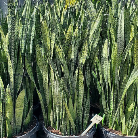 Snake Plant (Sansevieria Zeylanica) - PlantologyUSA - 3 Gallon