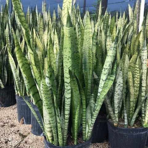 mature snake plant for sale Snake Plant for Sale