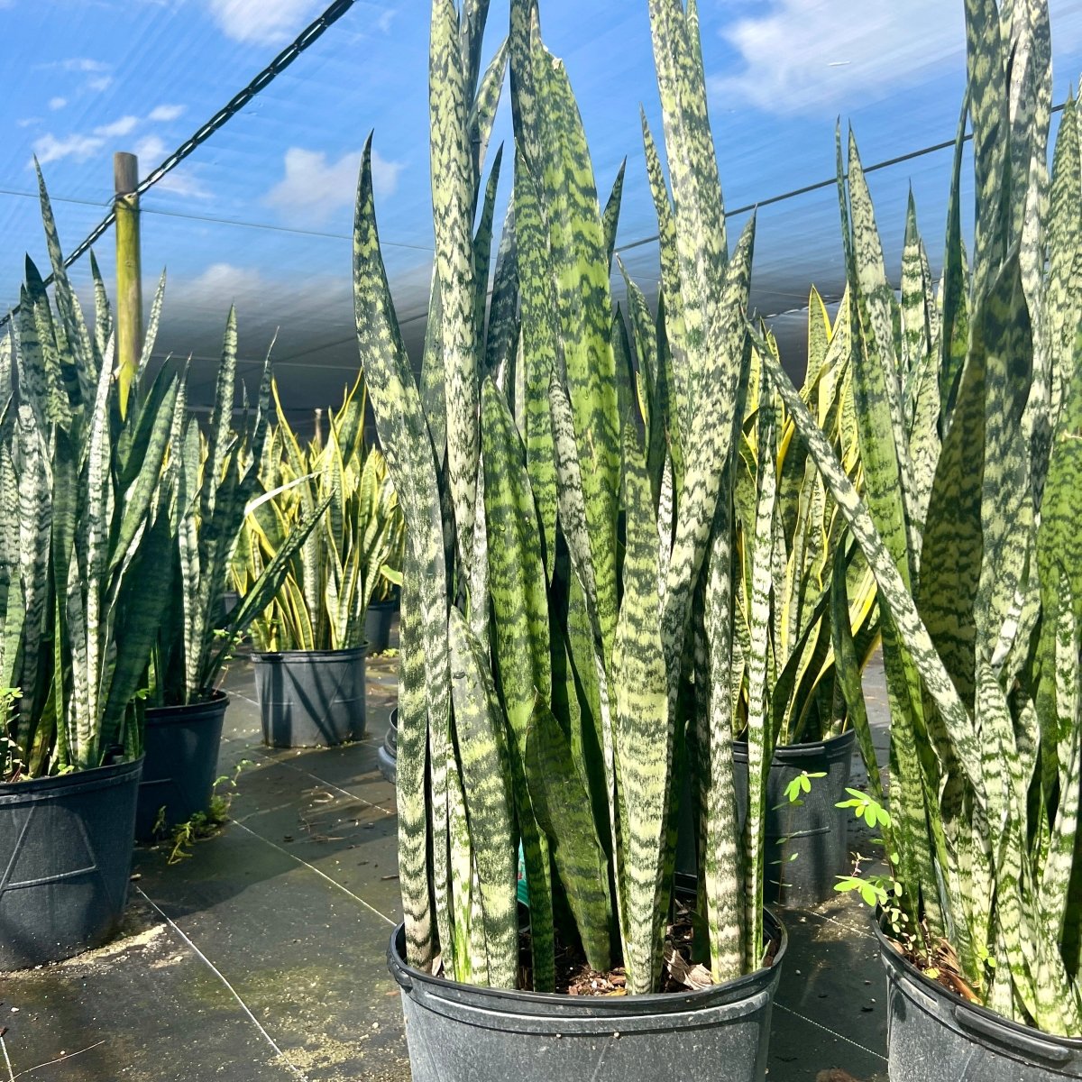 サンスベリア Sansevieria Zebra sansevieria hahnii zebra – Succulentasia