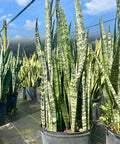 Snake Plant (Sansevieria Zeylanica) - PlantologyUSA - Small 1-2 Feet