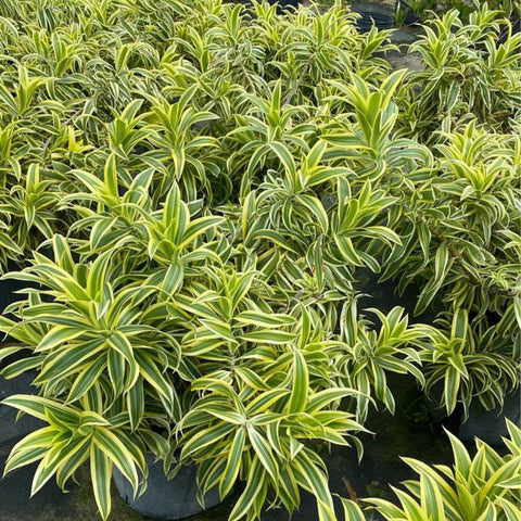 dracaena reflexa var Song Of India for Sale
