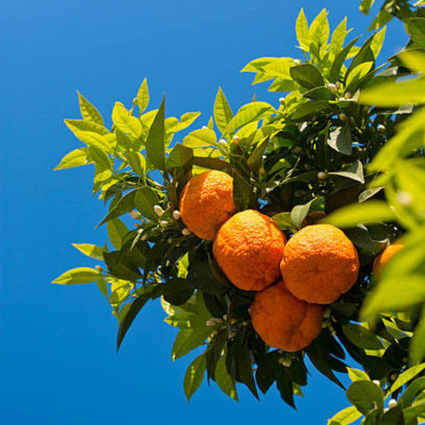 Sour Orange (Citrus aurantium) - PlantologyUSA - 10 Gallon