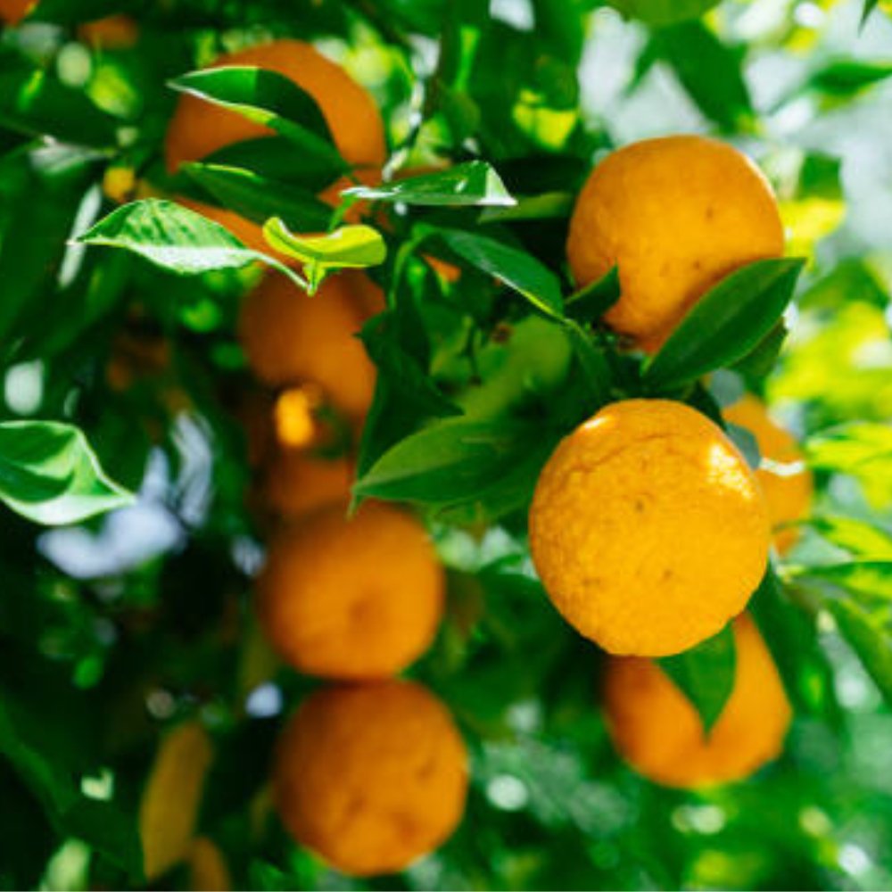  Peak - sourorange sour-orange-citrus-aurantium-