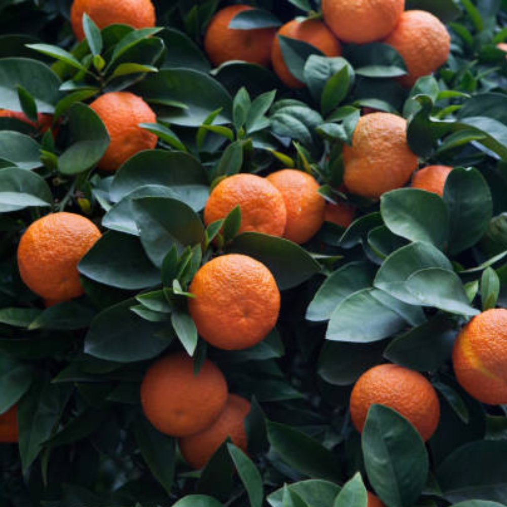  Peak - sourorange Sour Orange Fruit Trees for Sale | Moon Valley Nurseries