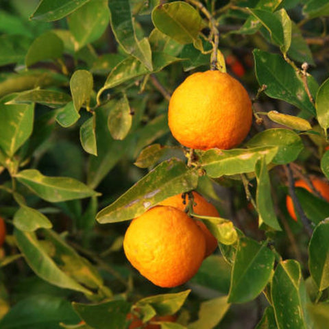 Sour Orange (Citrus aurantium) - PlantologyUSA - 5 Gallon