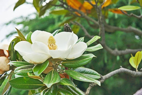 Southern Magnolia (Magnolia grandiflora) - PlantologyUSA - 15 Gallon (5-6')