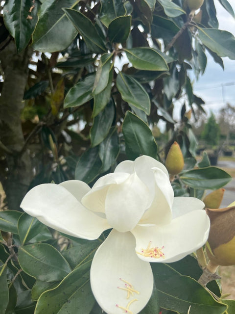 Southern Magnolia (Magnolia grandiflora) - PlantologyUSA - 15 Gallon (5-6')