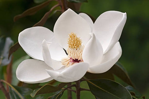 Southern Magnolia (Magnolia grandiflora) - PlantologyUSA - 15 Gallon (5-6')