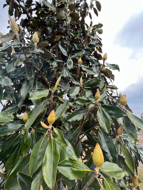 Southern Magnolia (Magnolia grandiflora) - PlantologyUSA - 15 Gallon (5-6')