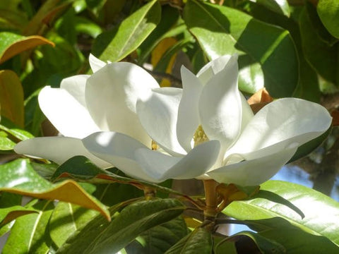 Southern Magnolia (Magnolia grandiflora) - PlantologyUSA - 15 Gallon (5-6')