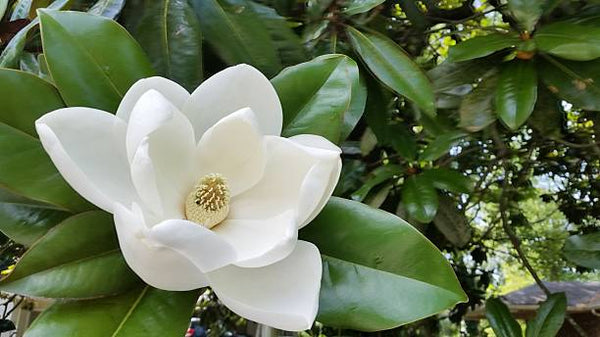 Southern Magnolia (Magnolia grandiflora)