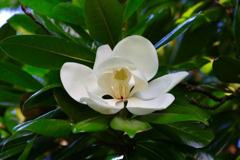 Southern Magnolia (Magnolia grandiflora) - PlantologyUSA - 15 Gallon (5-6')