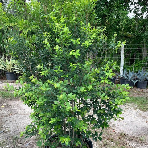 Spanish Stopper (Eugenia Foetida) - PlantologyUSA - 7 Gallon