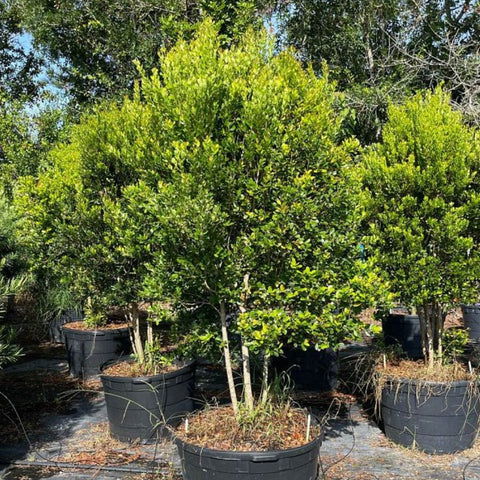 house plant in spanish Spanish Stopper for Sale