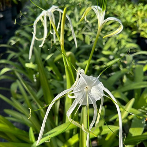 Spider Lily (Hymenocallis littoralis) - PlantologyUSA - 3 Gallon