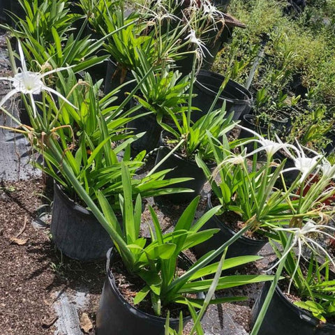 Spider Lily (Hymenocallis littoralis) - PlantologyUSA - 3 Gallon