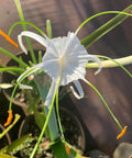 Spider Lily (Hymenocallis littoralis) - PlantologyUSA - 3 Gallon