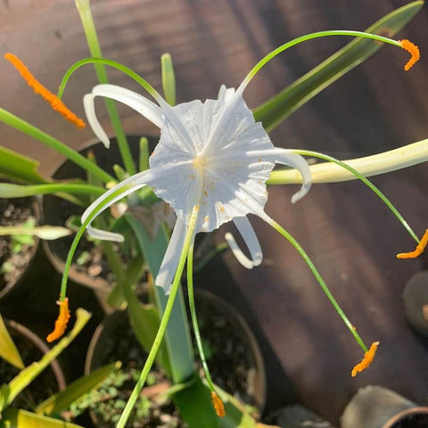 Spider Lily (Hymenocallis littoralis) - PlantologyUSA - 3 Gallon
