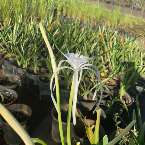 Spider Lily (Hymenocallis littoralis) - PlantologyUSA - 3 Gallon