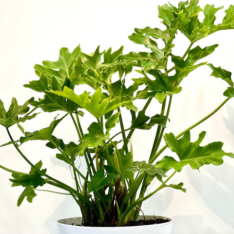 split leaf palm plant Split-leaf Philodendron Xanadun