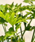 Split-leaf Philodendron Xanadun - PlantologyUSA - 3 Gallon
