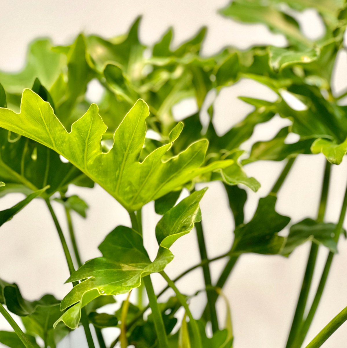 where can i buy a split leaf philodendron Split-leaf Philodendron for Sale