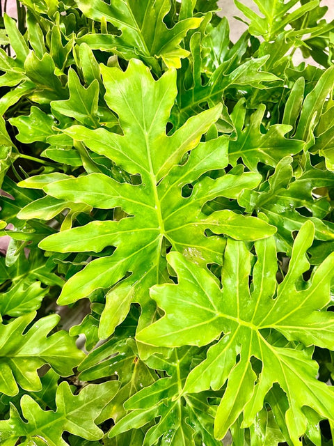 livetrends split leaf philodendron Split-leaf Philodendron for Sale