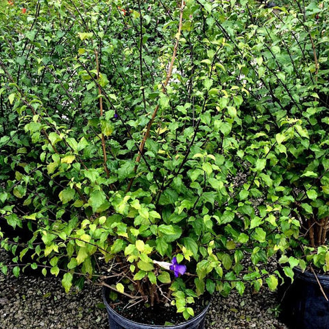 Thunbergia Erecta - PlantologyUSA - 3 Gallon