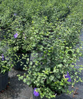 Thunbergia Erecta - PlantologyUSA - 3 Gallon