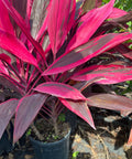 Ti Plant (Cordyline 'Florica') - PlantologyUSA - Large 40-42"