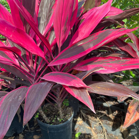 Ti Plant (Cordyline 'Florica') - PlantologyUSA - Large 40-42"