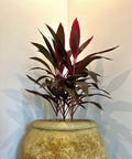 Ti Plant (Cordyline 'Florica') - PlantologyUSA - Medium 18-20"