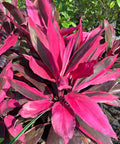 Ti Plant (Cordyline 'Florica') - PlantologyUSA - Medium 18-20"