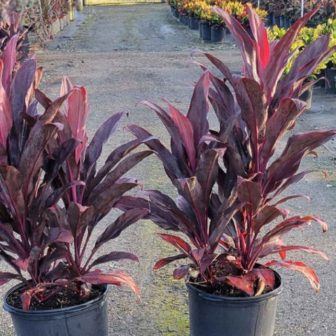 dracaena auntie lou Ti Plant (Cordyline fruticosa 'Auntie Lou')