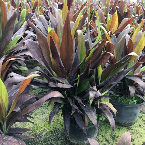 Ti Plant for Sale | PlantologyUSA.com – Plantology USA