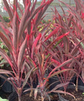 Ti Plant Red Sensation (Cordyline Fruticosa 'Hot Pepper') - PlantologyUSA - 3 Gallon