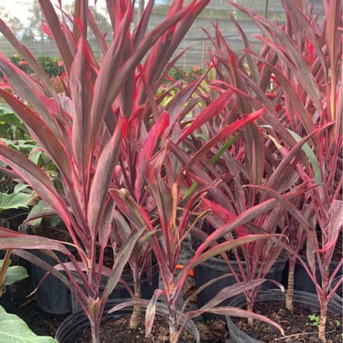 Ti Plant Red Sensation (Cordyline Fruticosa 'Hot Pepper') - PlantologyUSA - 3 Gallon