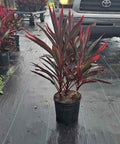 Ti Plant Red Sensation (Cordyline Fruticosa 'Hot Pepper') - PlantologyUSA - 3 Gallon